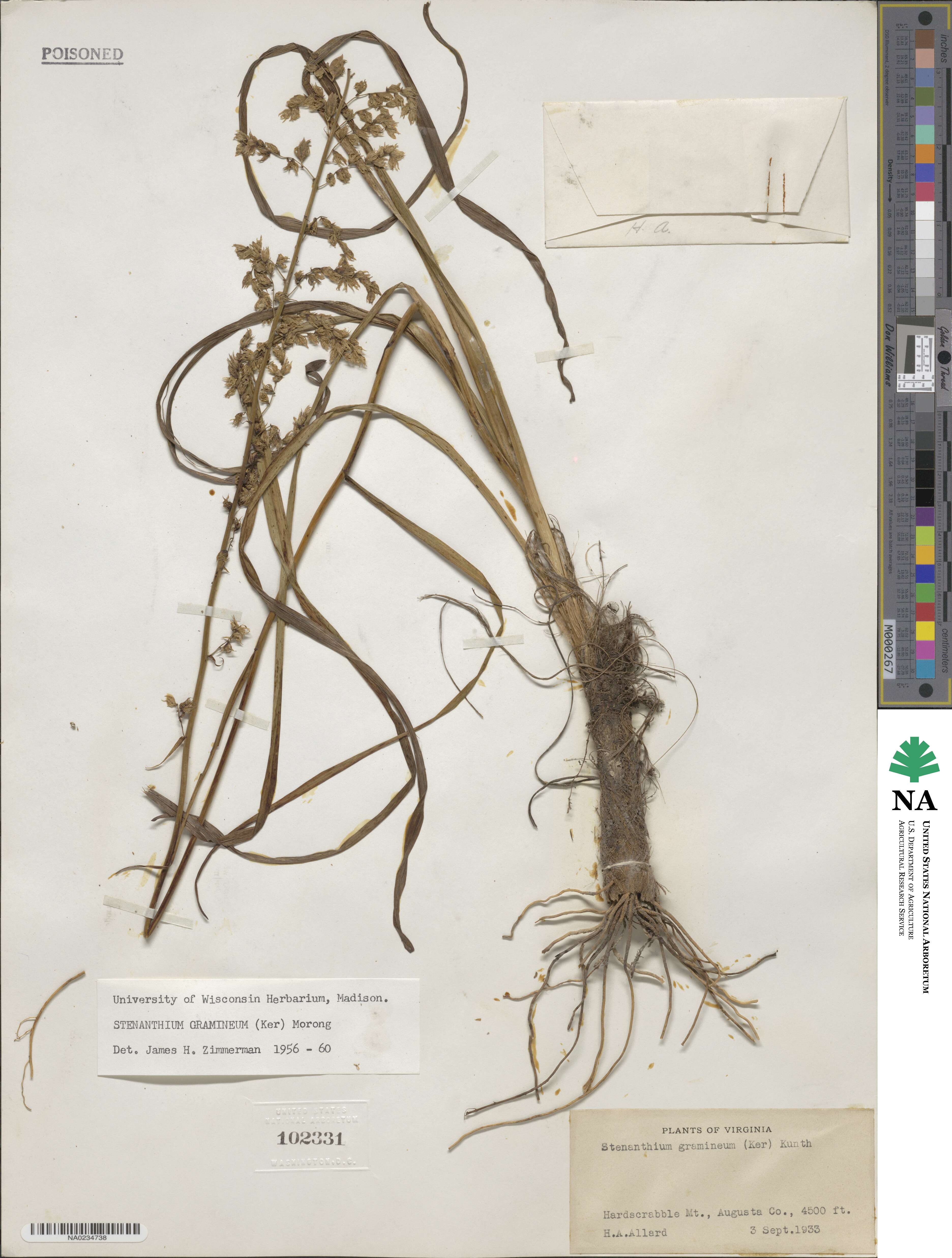 Stenanthium gramineum image