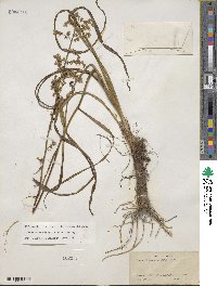 Stenanthium gramineum image