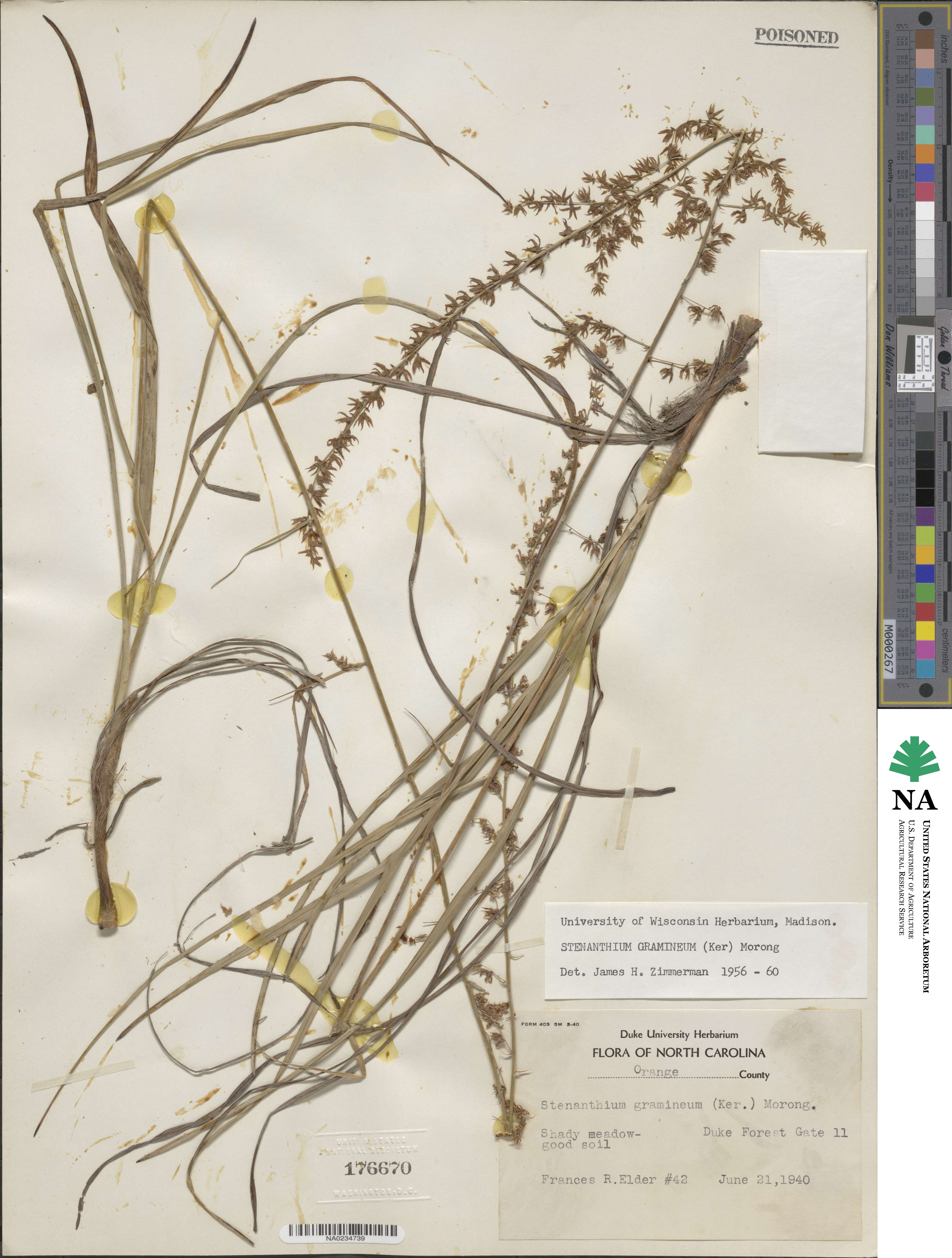 Stenanthium gramineum image
