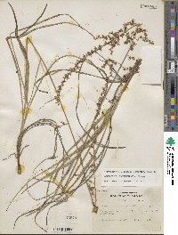 Stenanthium gramineum image