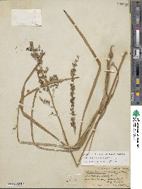 Stenanthium gramineum image