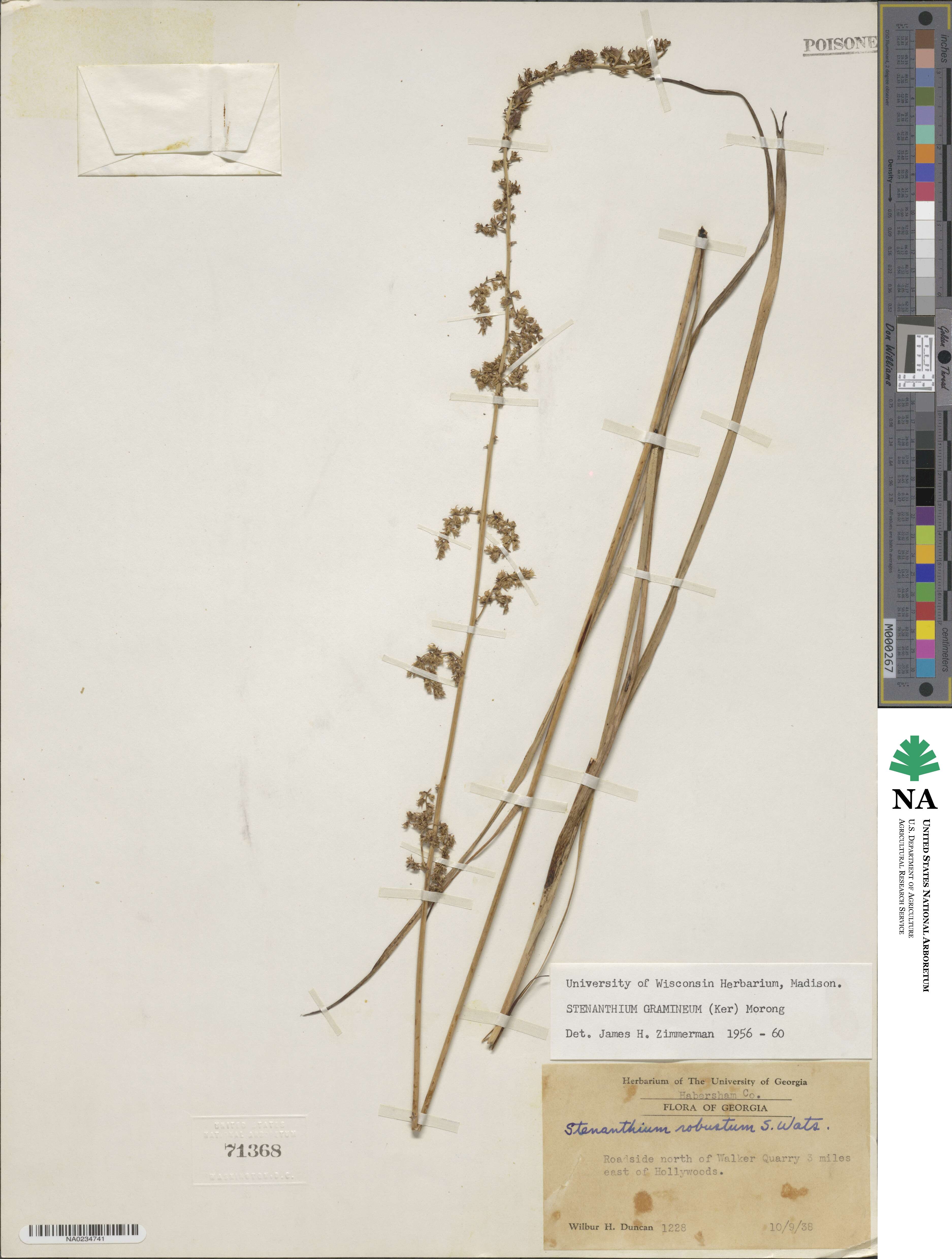 Stenanthium gramineum image