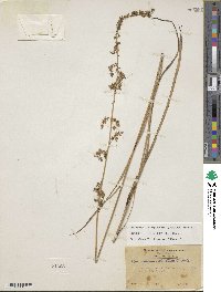 Stenanthium gramineum image