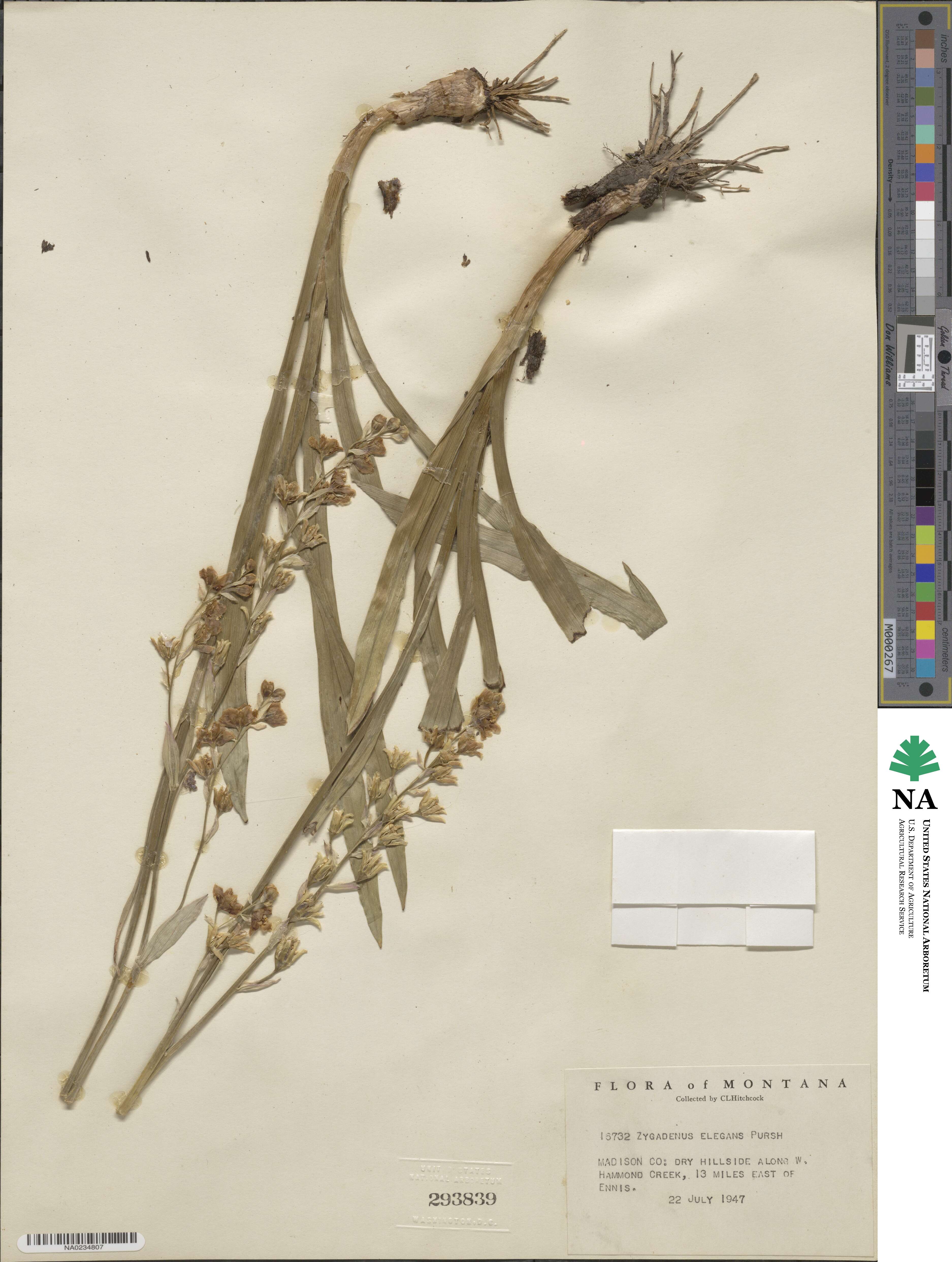 Anticlea elegans image