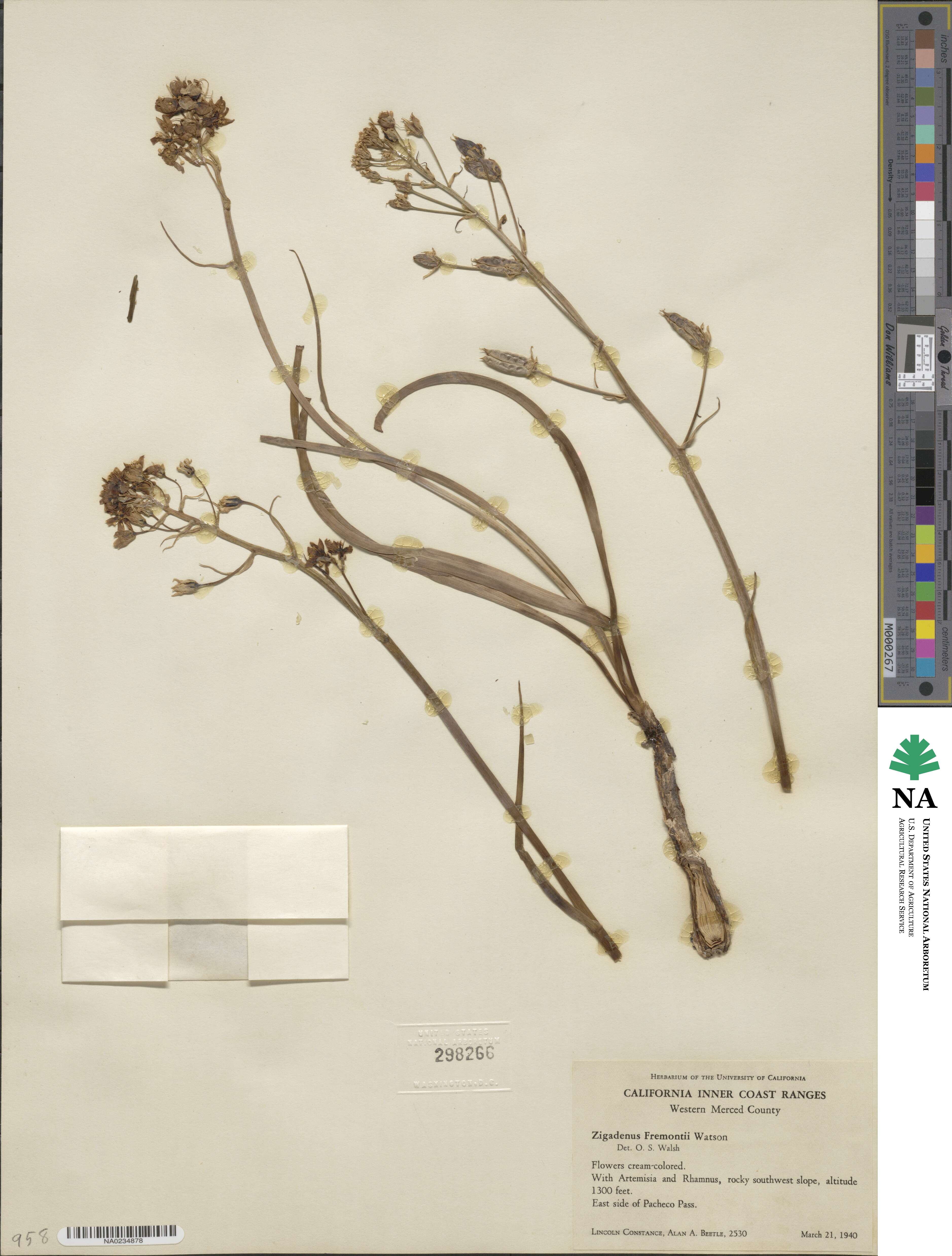 Toxicoscordion fremontii image