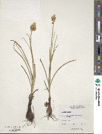 Toxicoscordion venenosum var. gramineum image