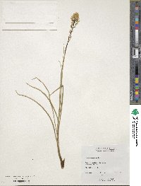 Toxicoscordion venenosum var. gramineum image