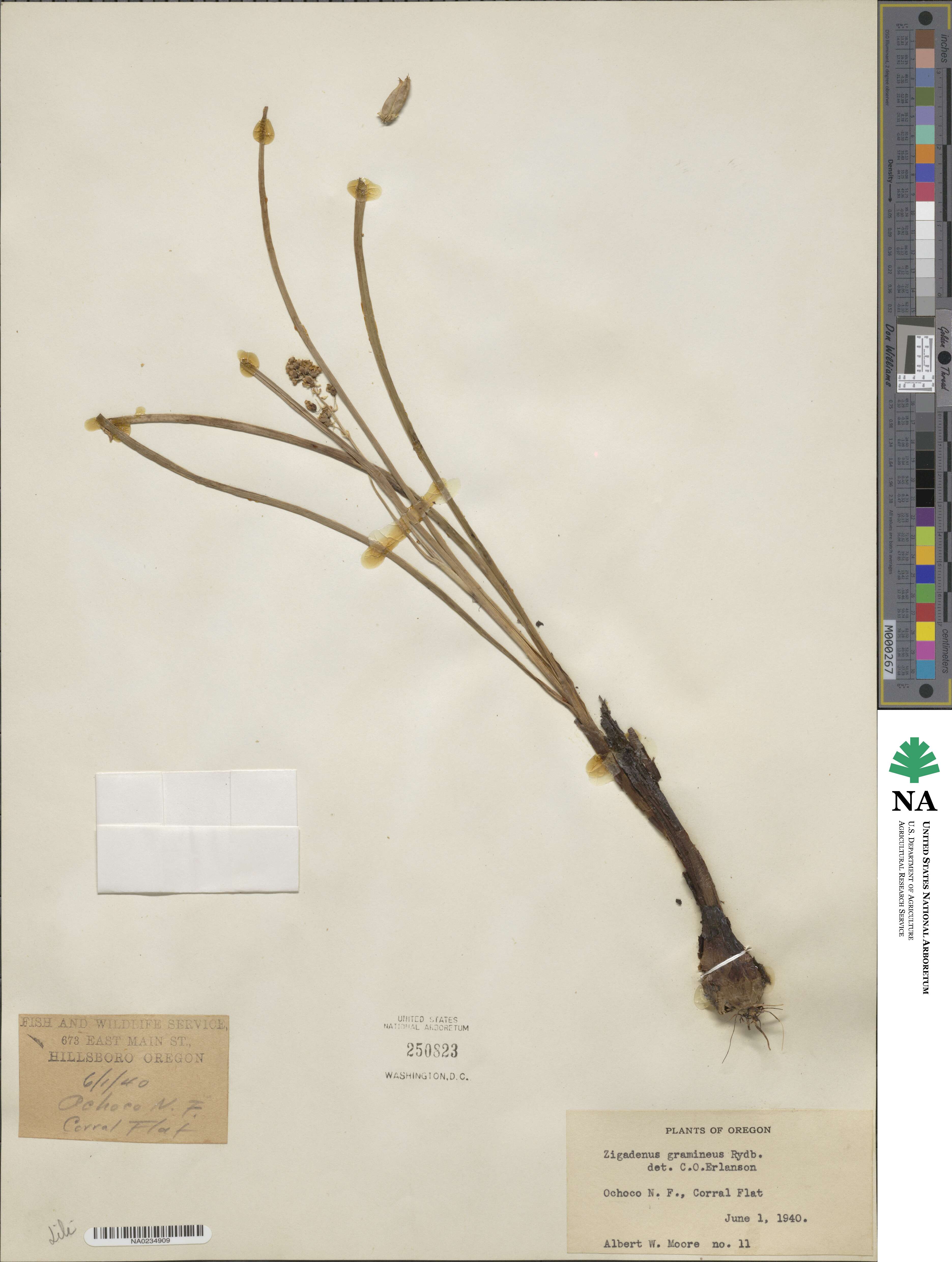 Toxicoscordion venenosum var. gramineum image