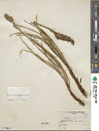 Toxicoscordion venenosum var. gramineum image