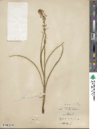 Toxicoscordion venenosum var. gramineum image