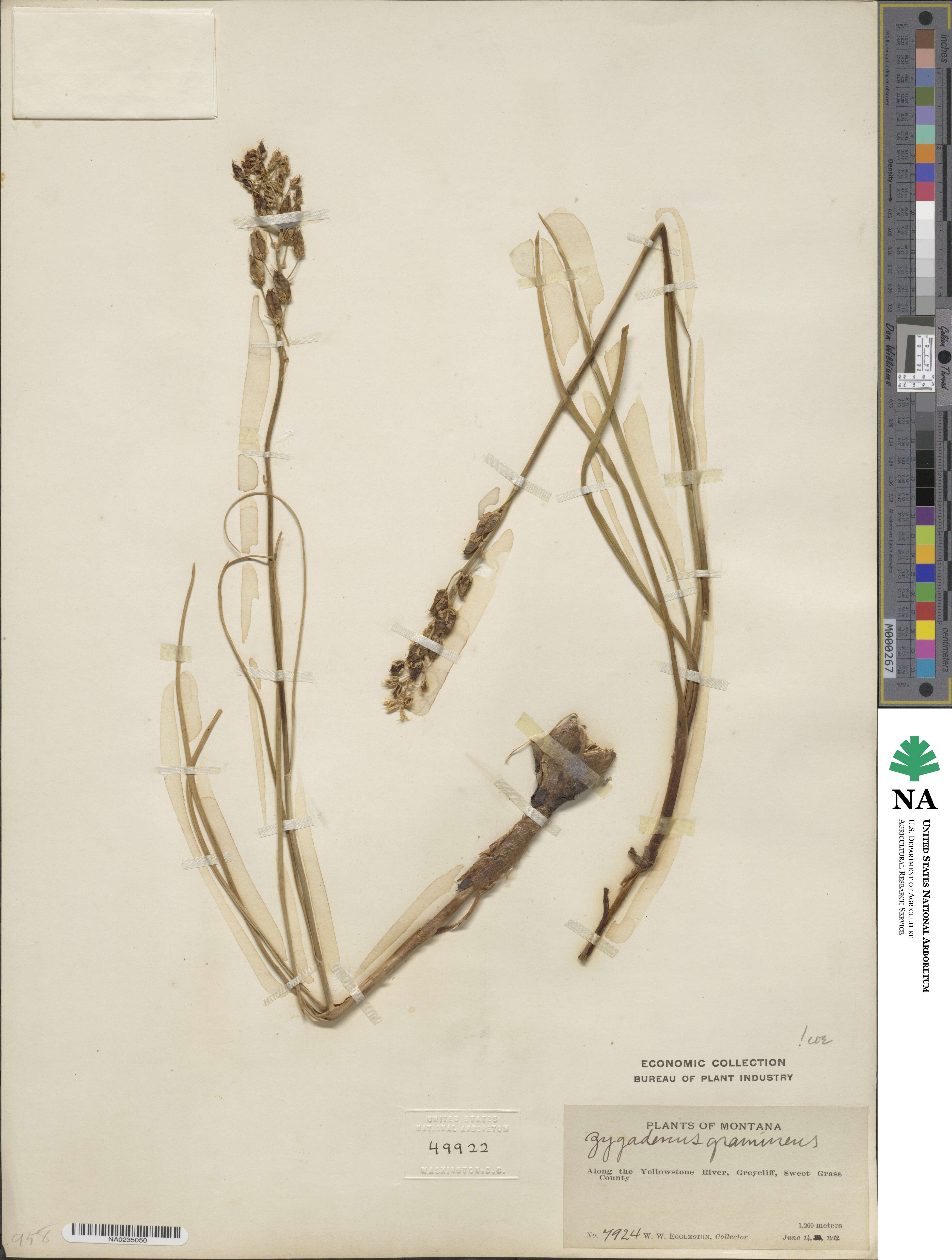 Toxicoscordion venenosum var. gramineum image