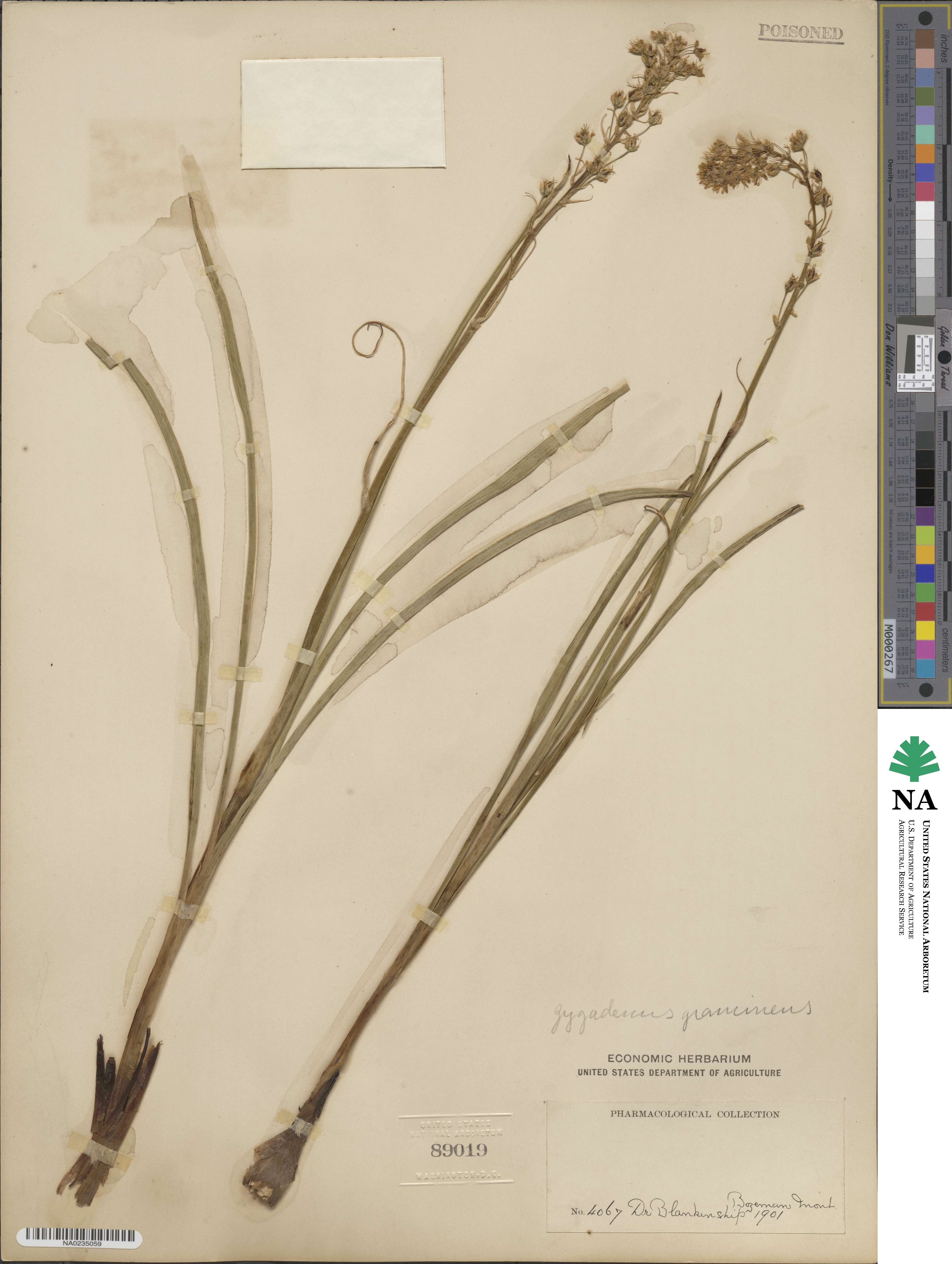 Toxicoscordion venenosum image