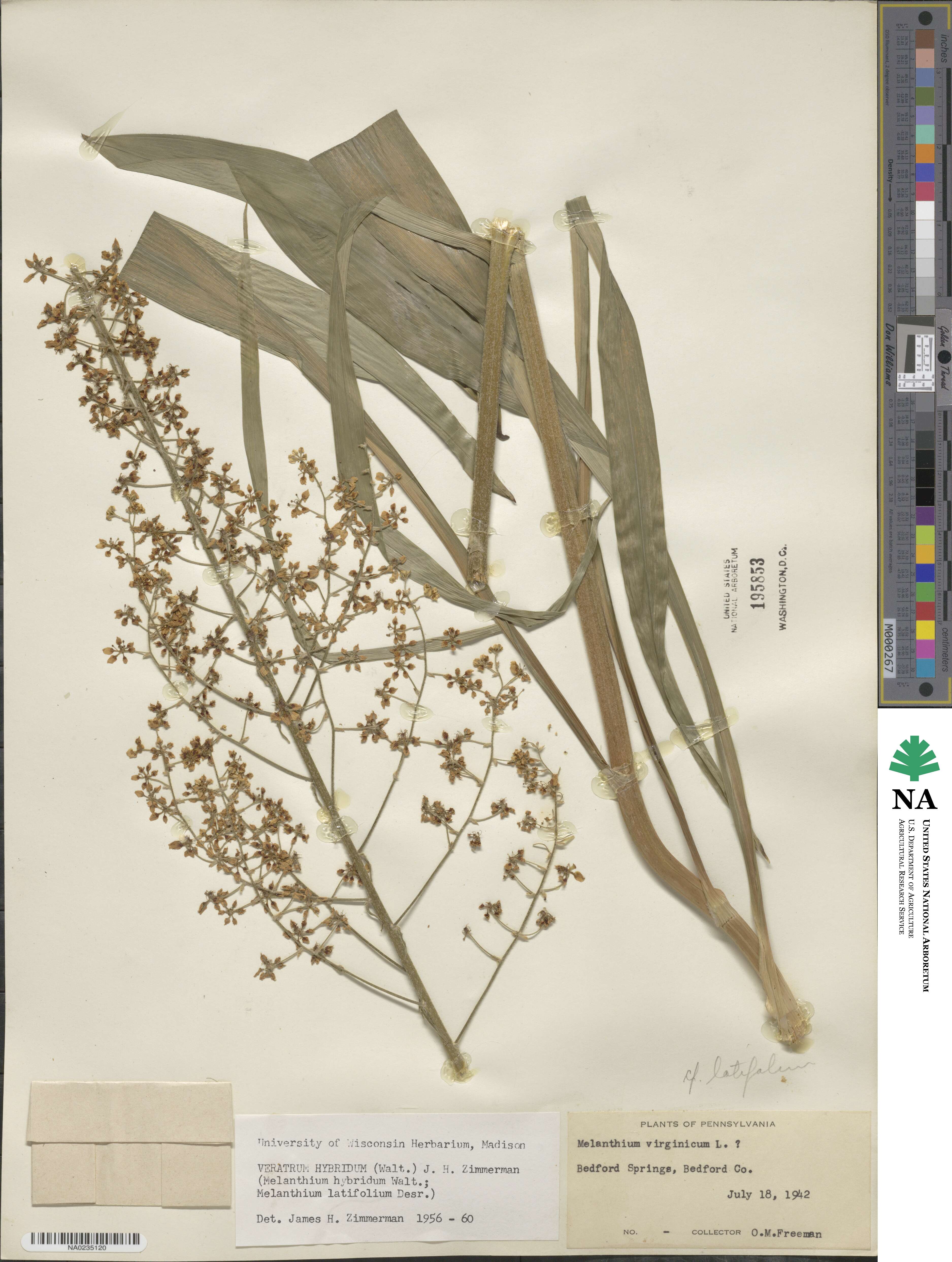 Melanthium hybridum image