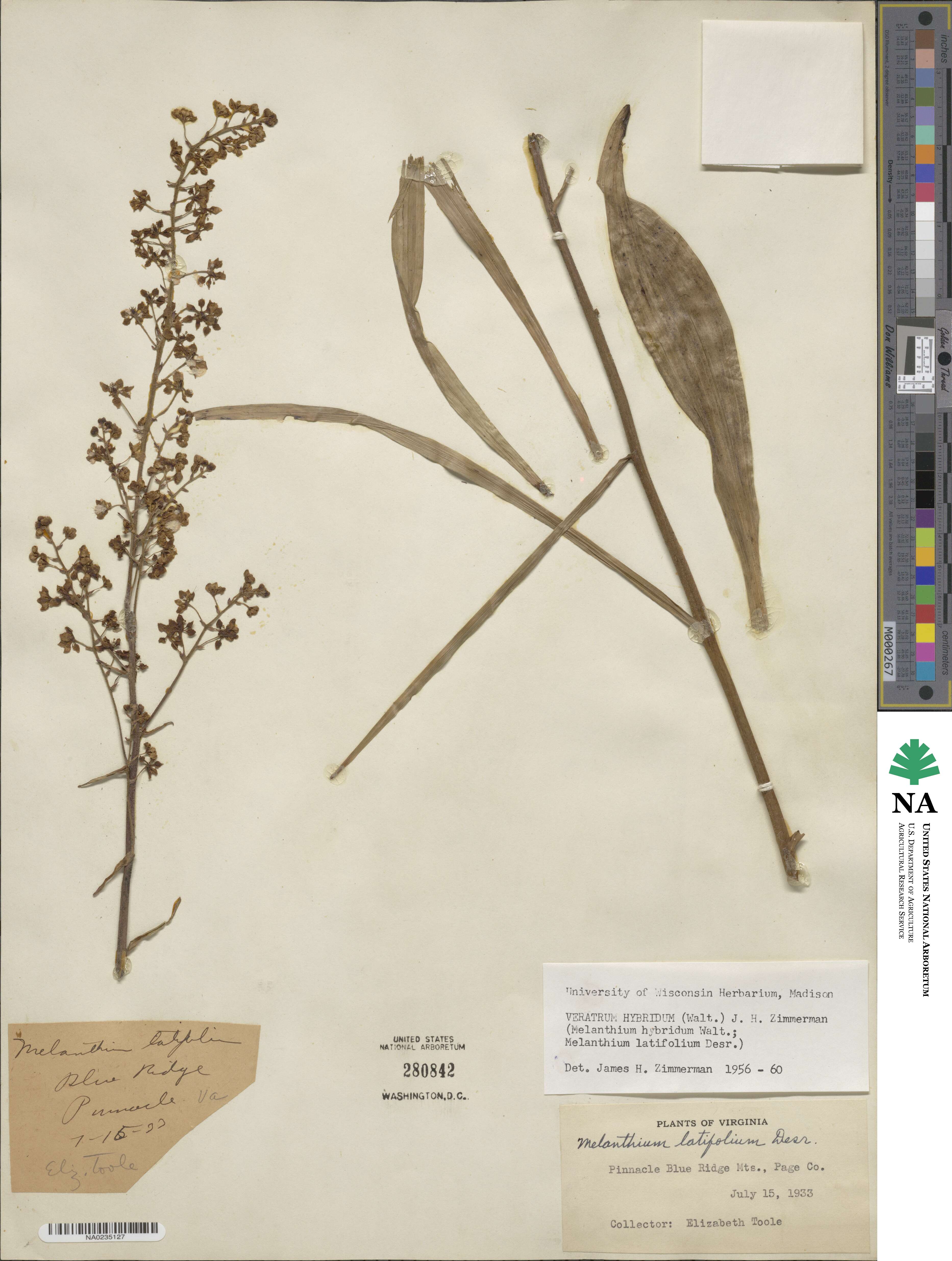 Melanthium hybridum image