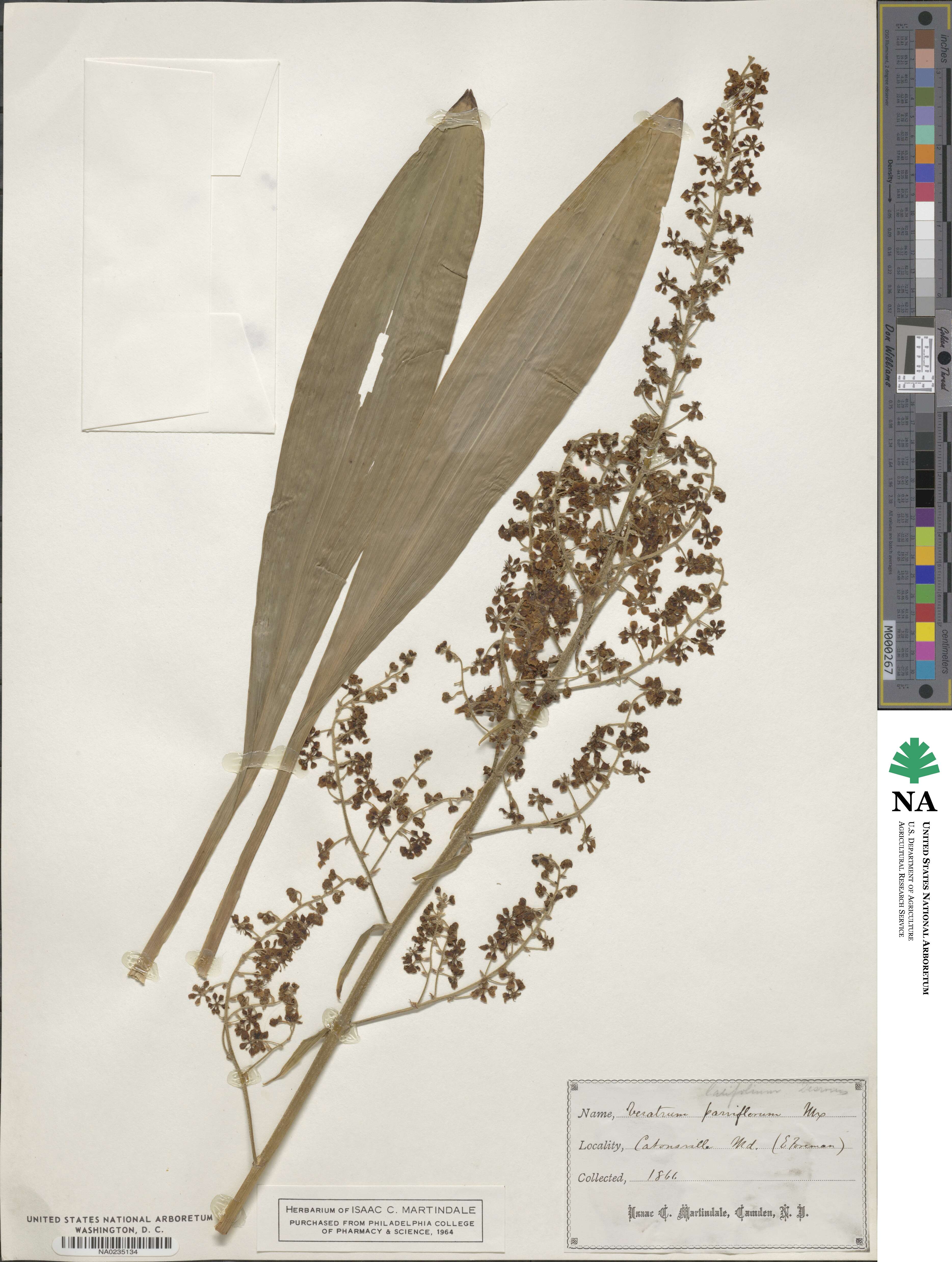 Melanthium hybridum image