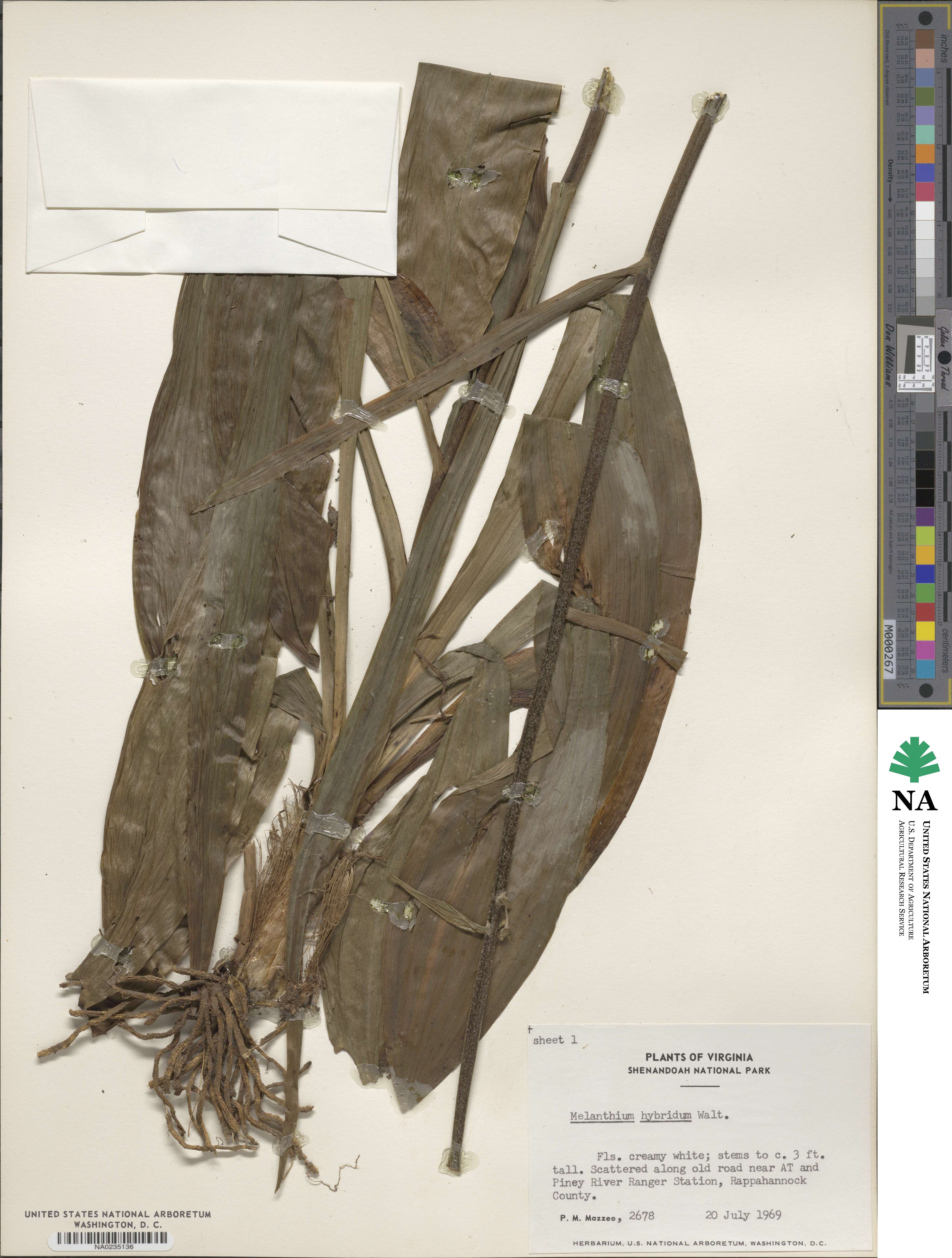 Melanthium hybridum image