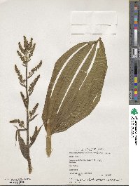 Veratrum viride image