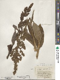 Veratrum album image