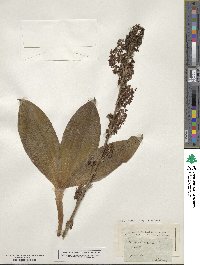 Veratrum nigrum image