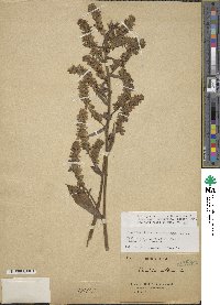 Image of Veratrum grandiflorum