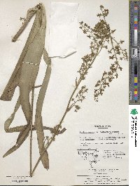 Veratrum maackii image