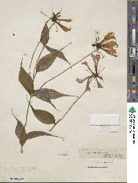 Gloriosa simplex image