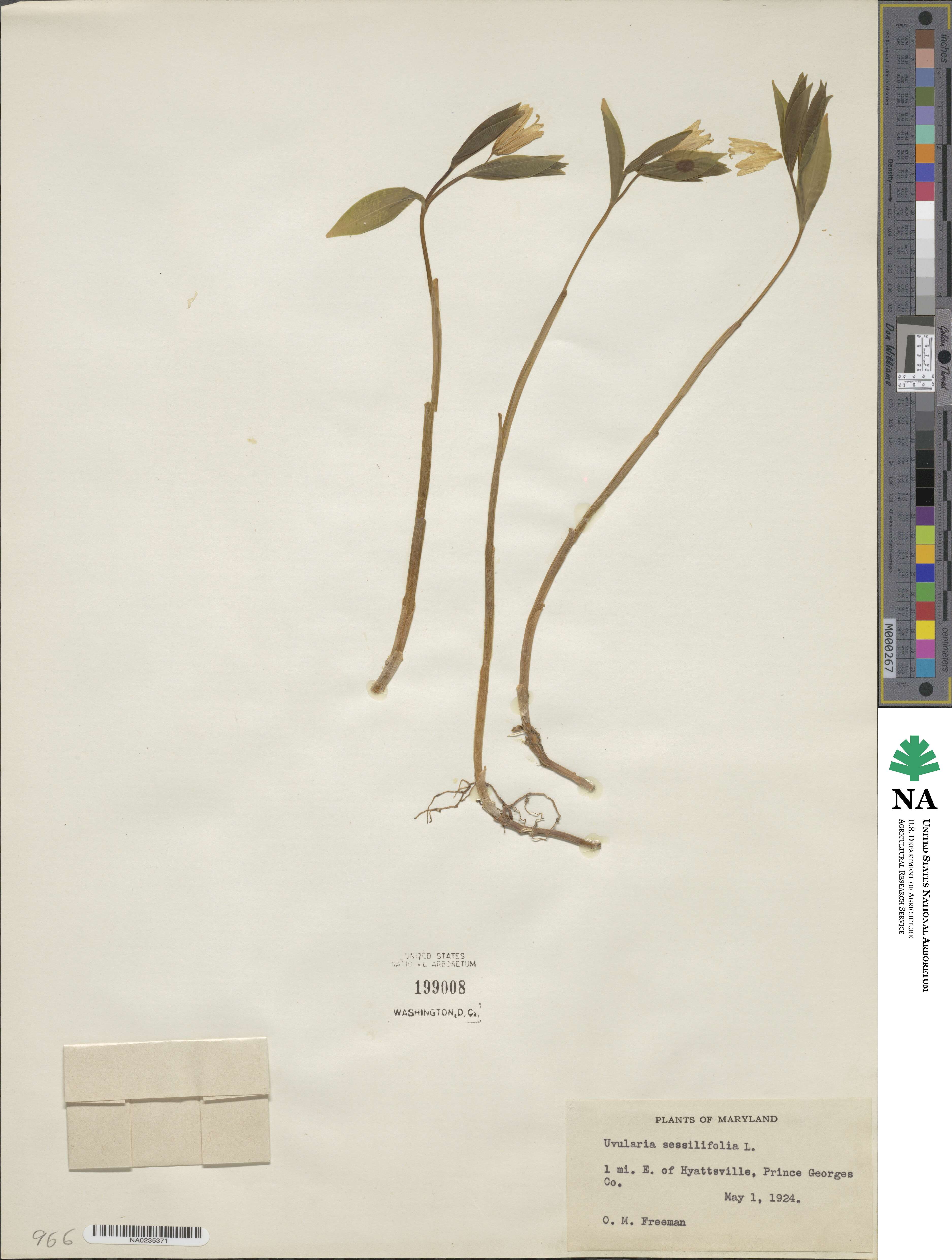 Uvularia sessilifolia image