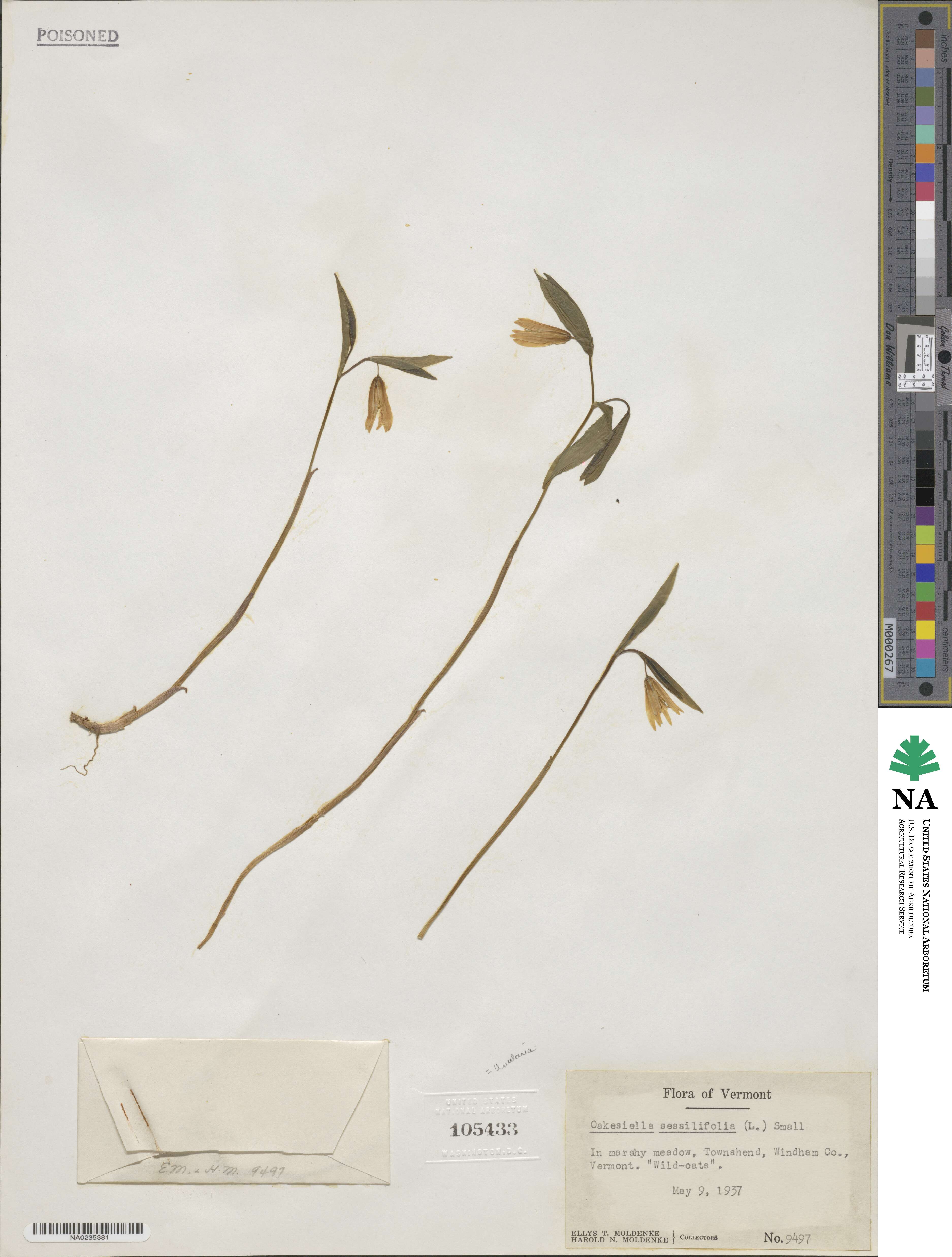 Uvularia sessilifolia image