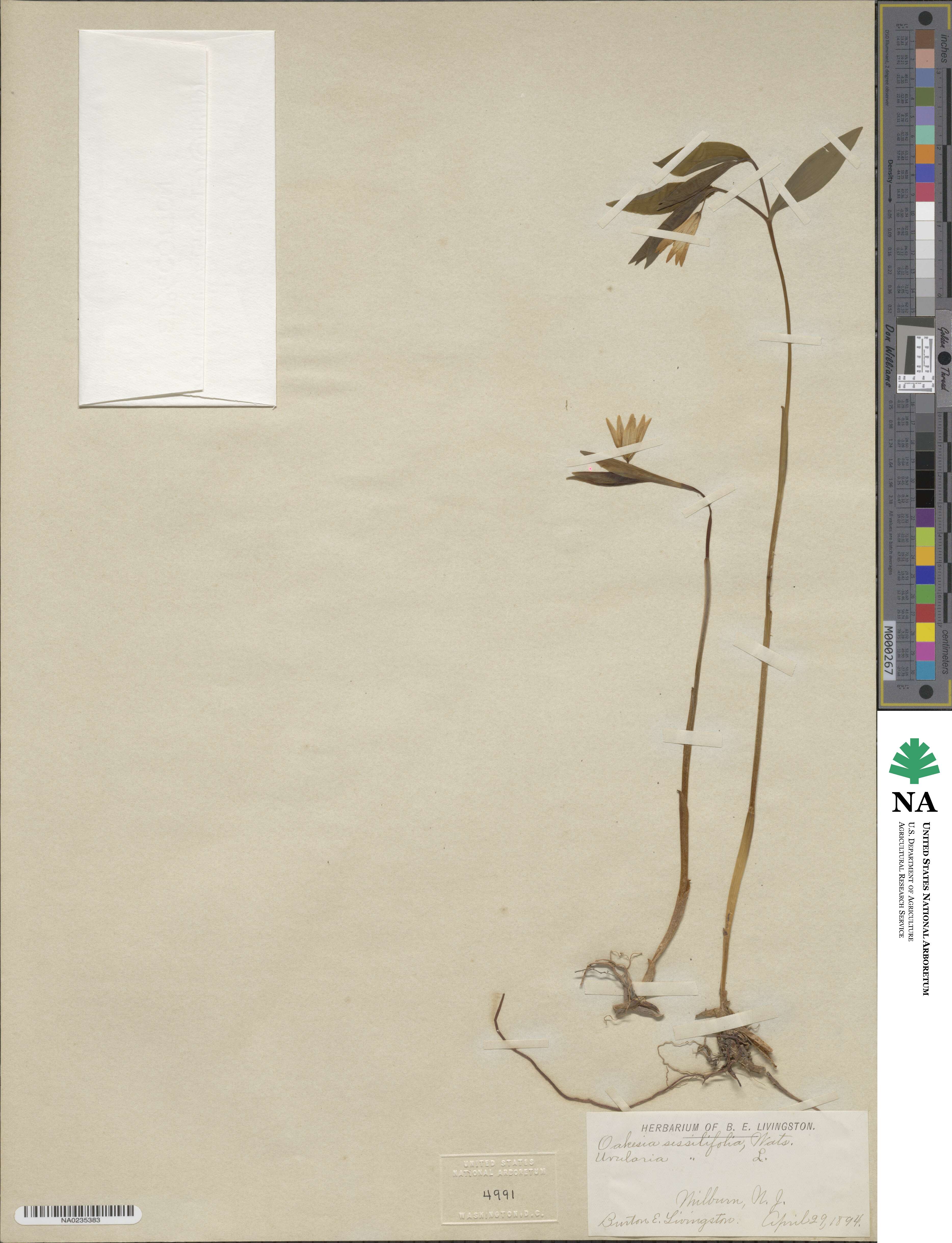 Uvularia sessilifolia image