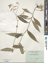 Tricyrtis formosana image