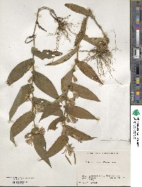 Tricyrtis hirta image