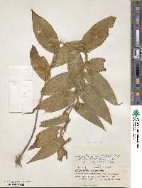 Tricyrtis hirta image