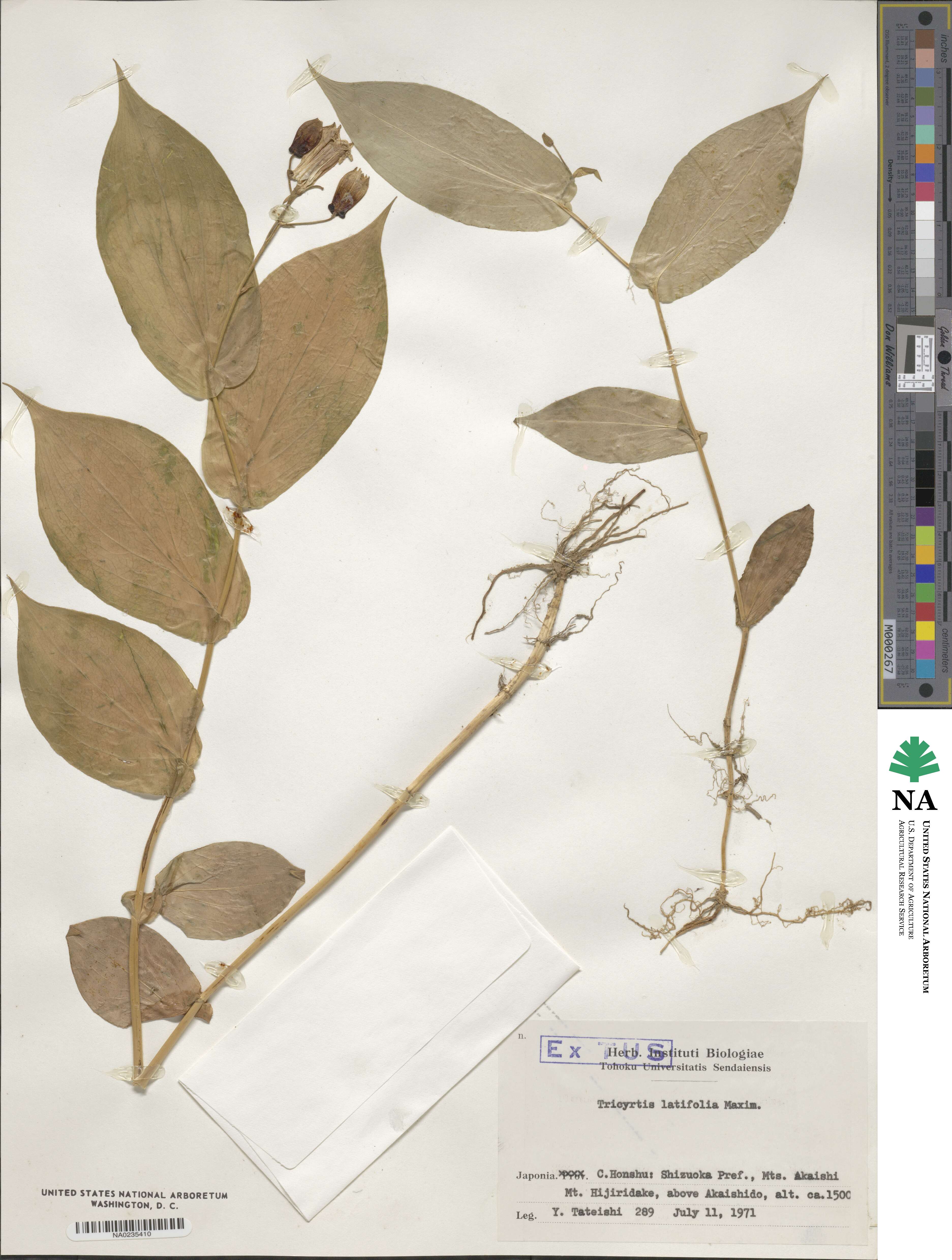 Tricyrtis latifolia image