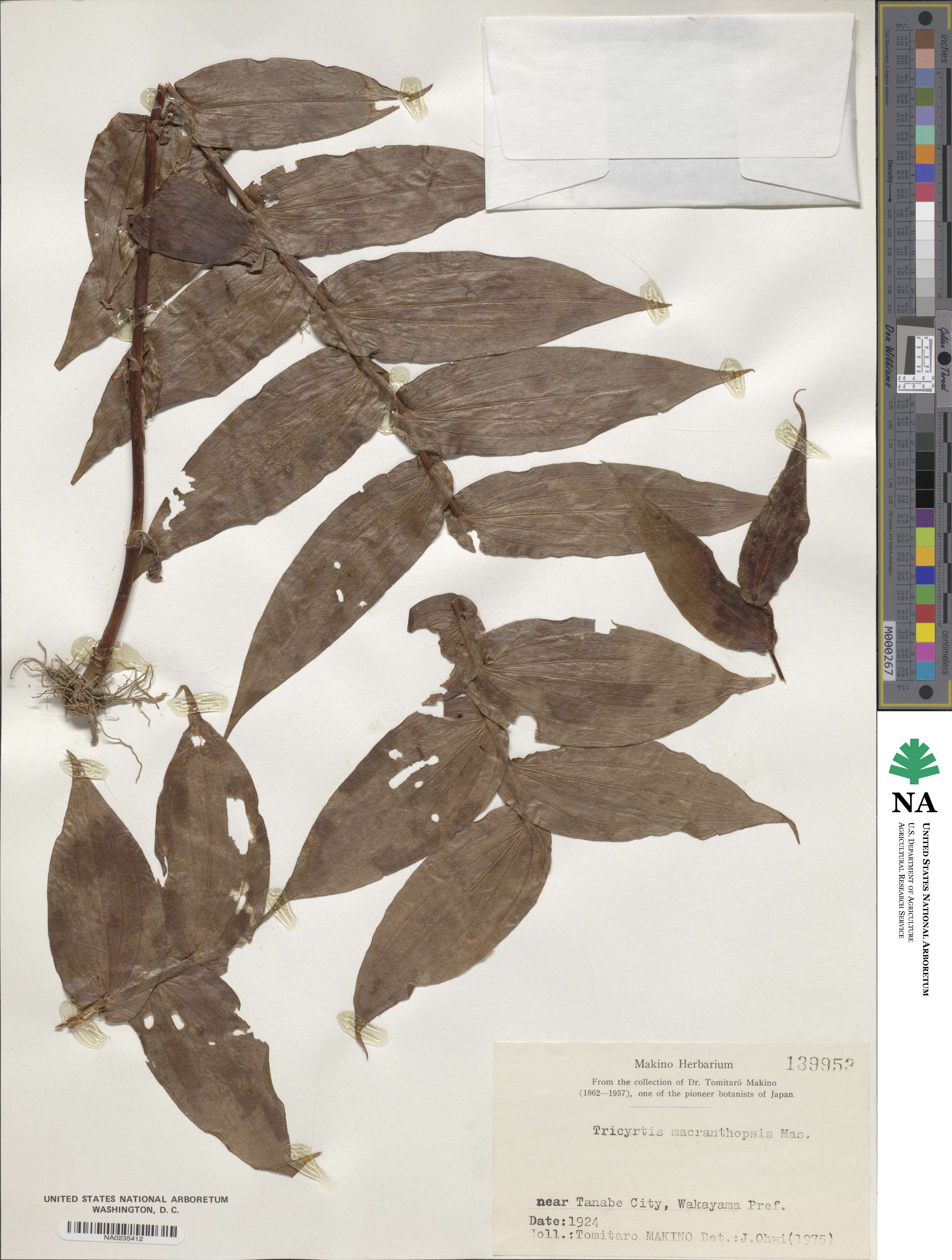 Tricyrtis macranthopsis image