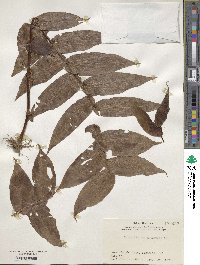 Tricyrtis macranthopsis image