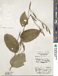 Image of Tricyrtis maculata