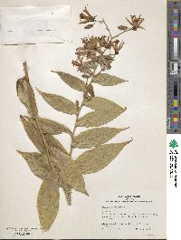 Tricyrtis formosana image