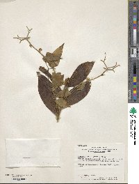 Tricyrtis hirta image