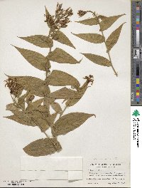 Tricyrtis hirta image