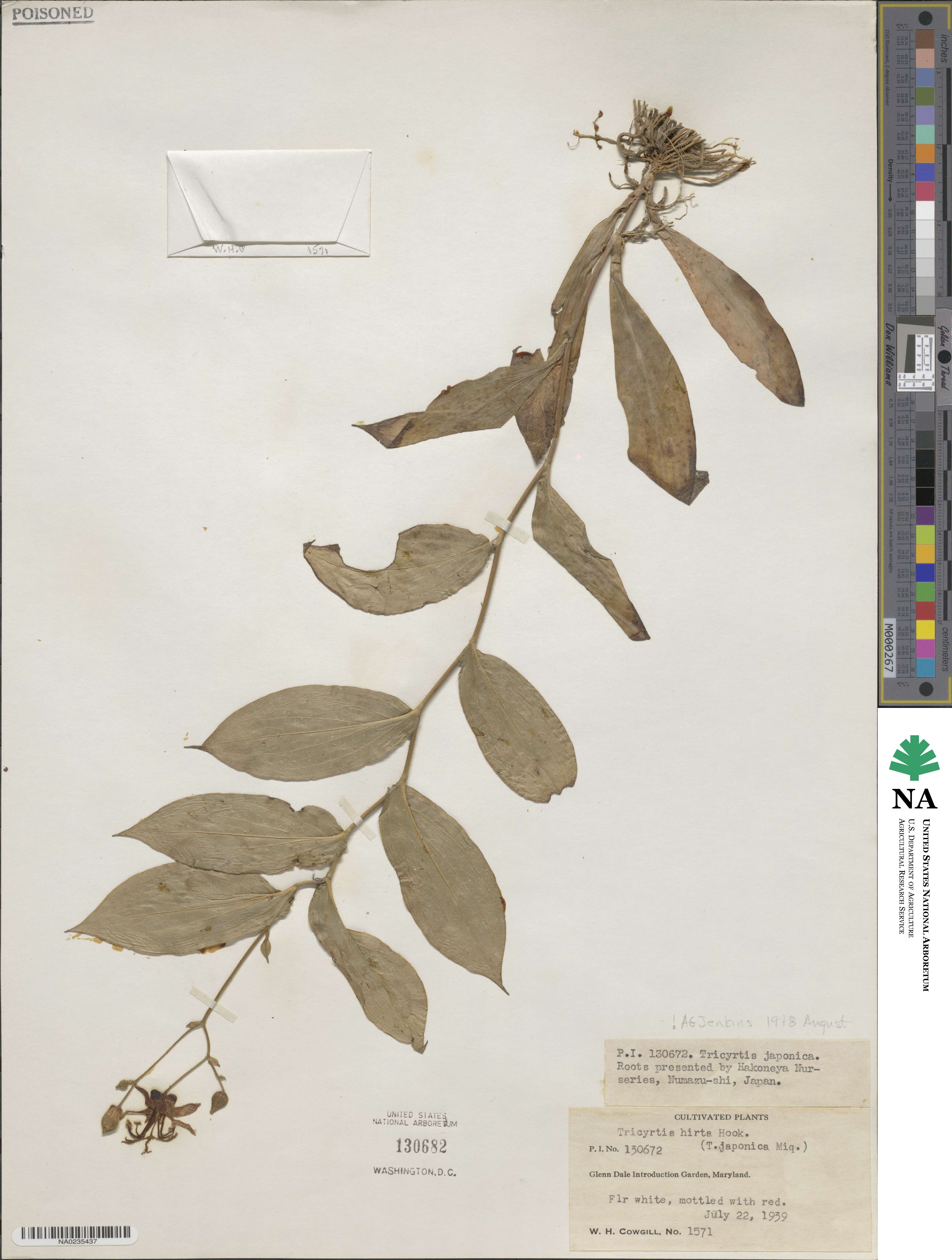 Tricyrtis hirta image