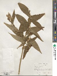 Tricyrtis hirta image