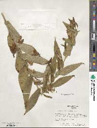 Tricyrtis hirta image