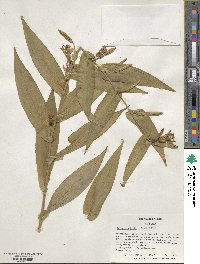 Tricyrtis hirta image