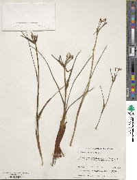 Image of Burchardia multiflora