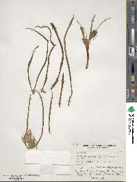 Colchicum robustum image