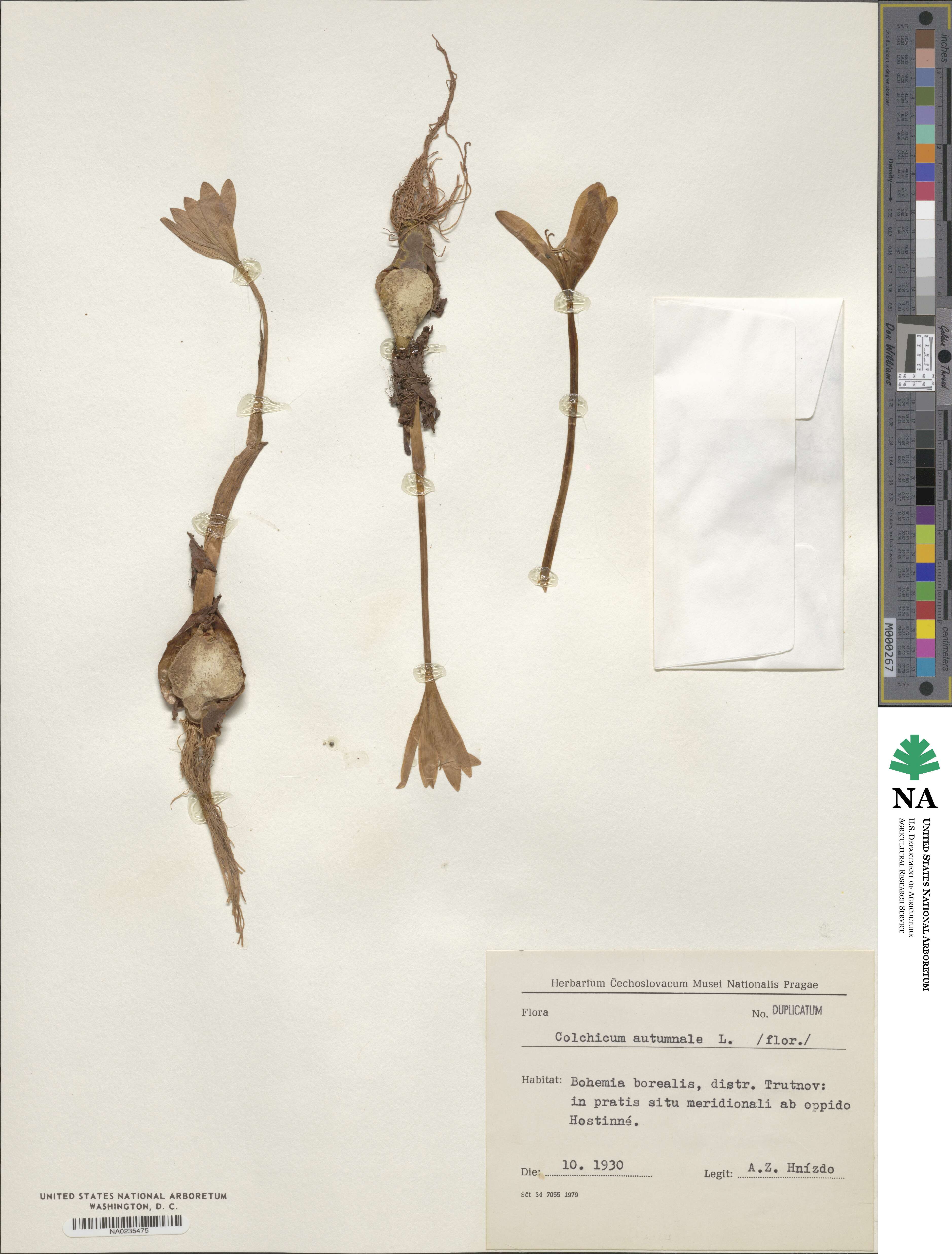 Colchicum image