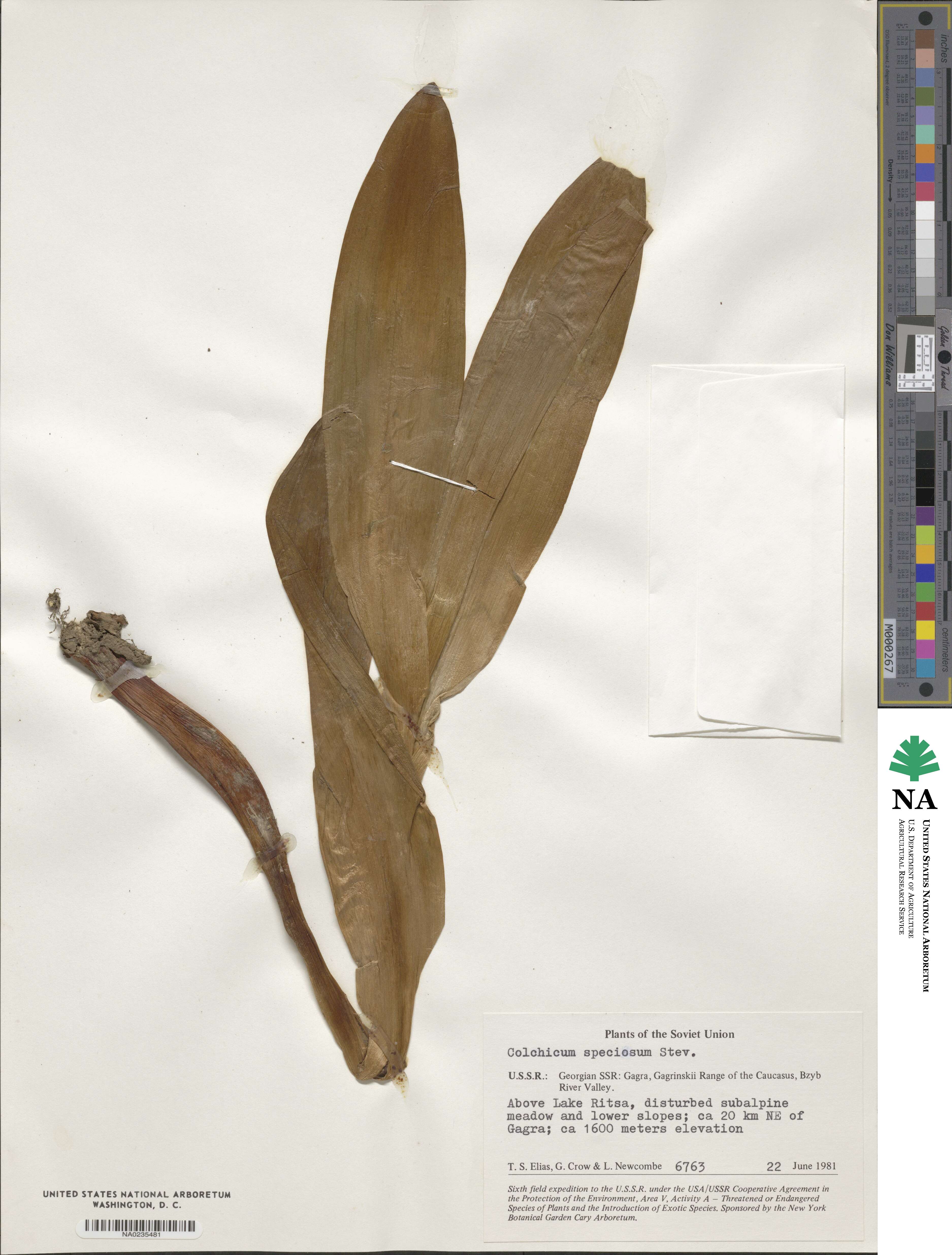 Colchicum speciosum image