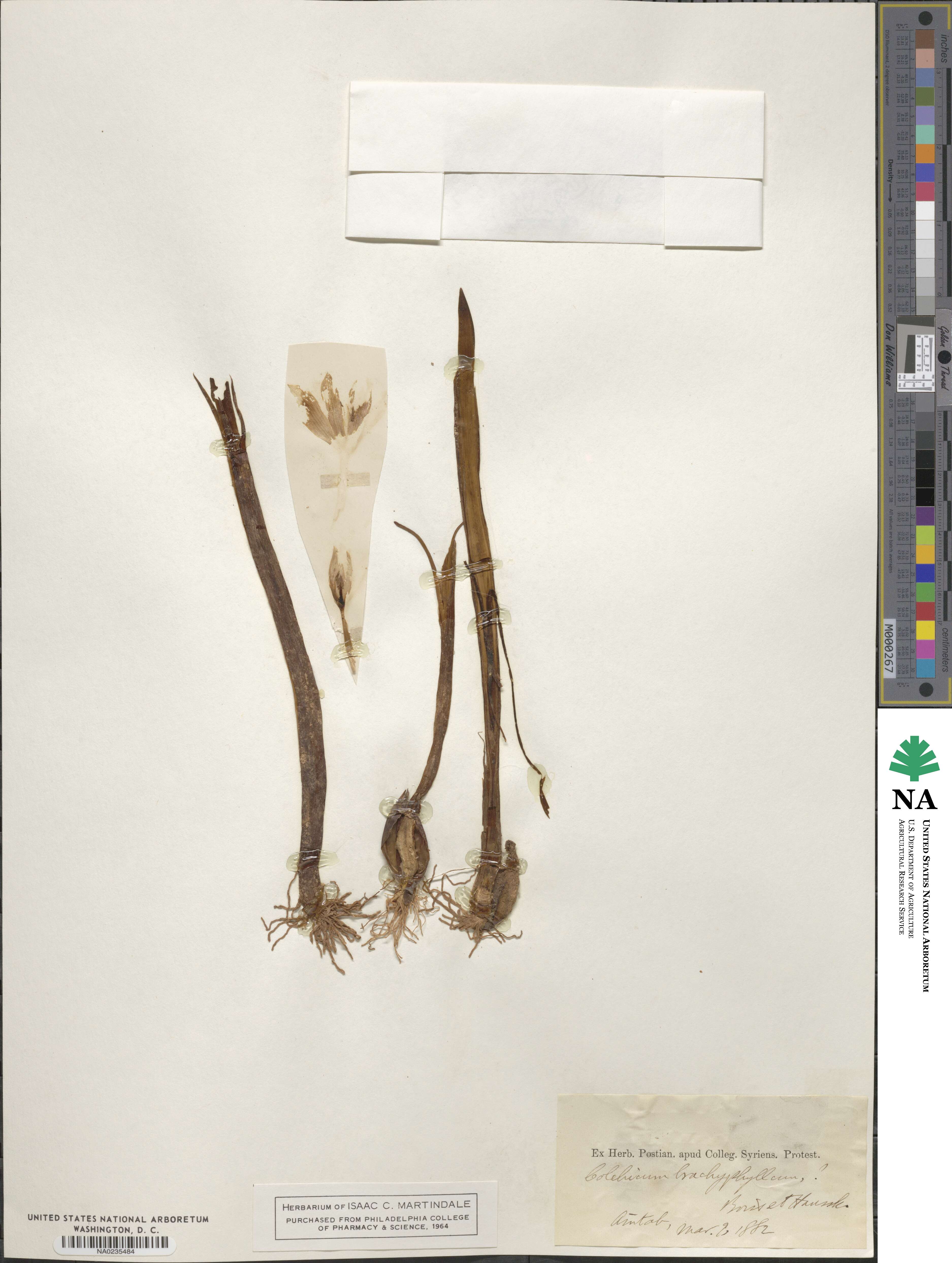 Colchicum szovitsii subsp. brachyphyllum image