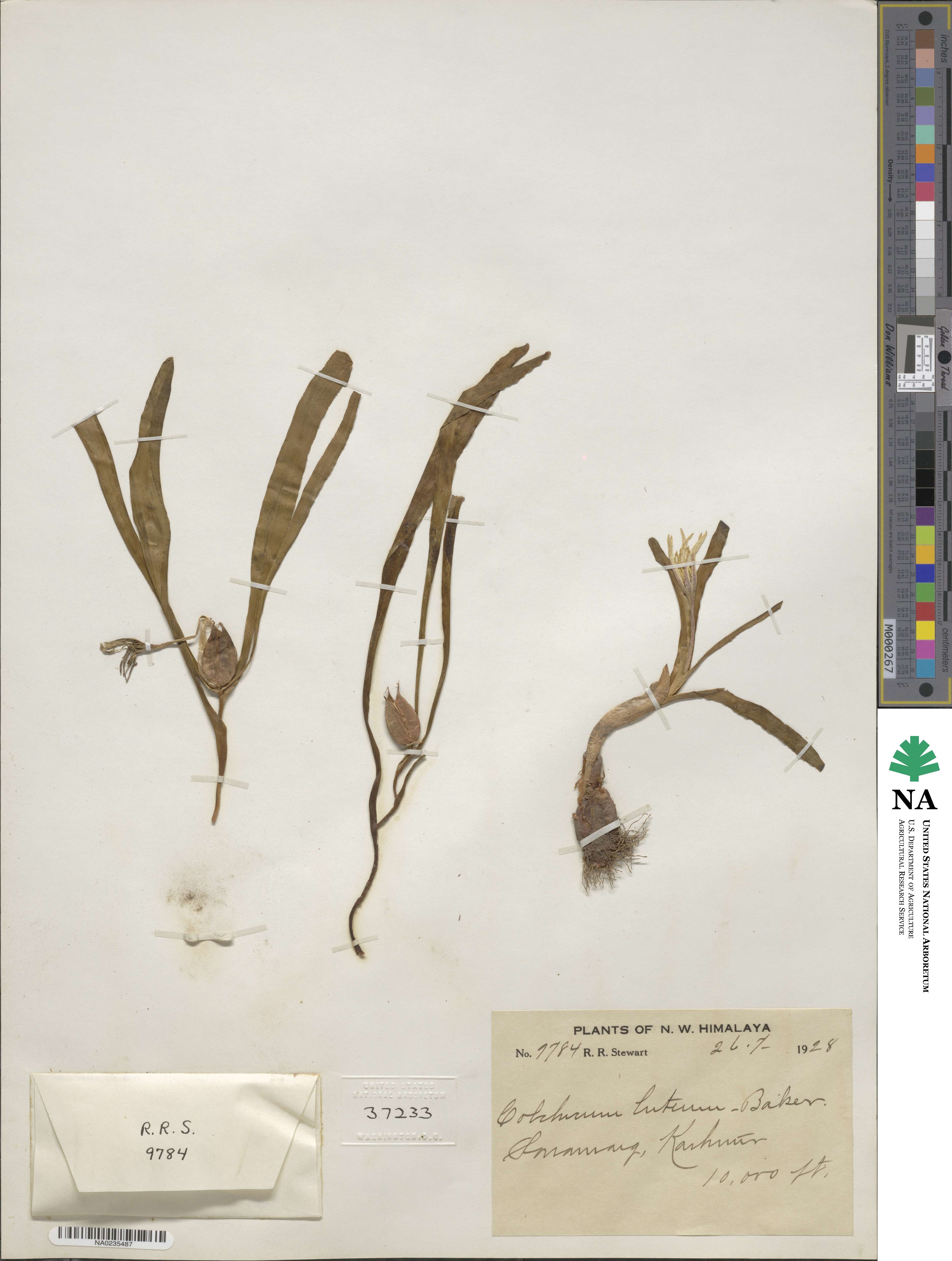 Colchicum luteum image