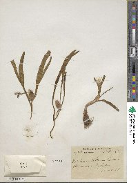 Colchicum luteum image